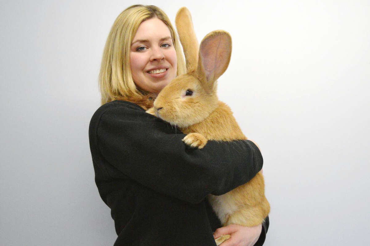 continental giant rabbit hutch