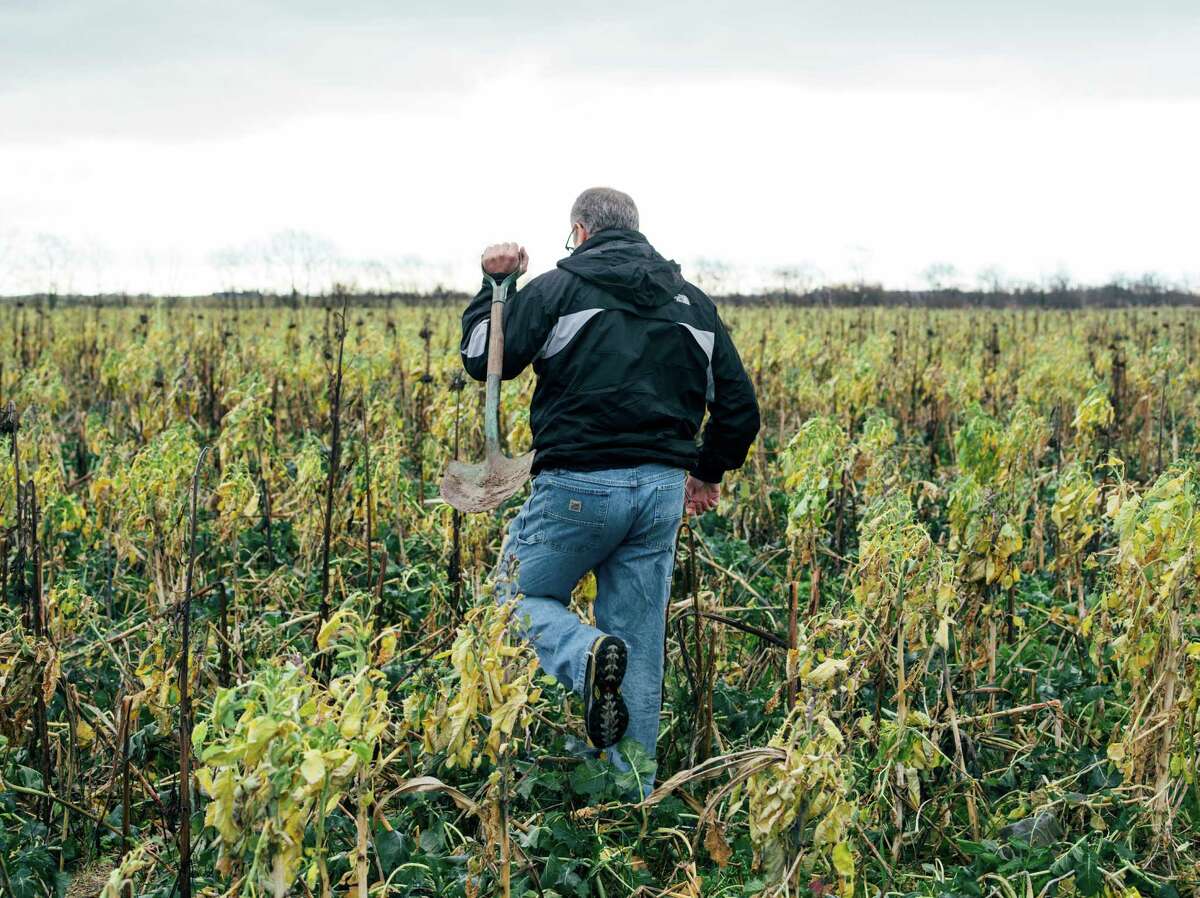 Those cropping. Cover cropping. Farming a 5000 pastuh. Cover cropping also has its risks, especially if Dying Cover Crops encourage disease Pressure that Passes on to the next Crop..