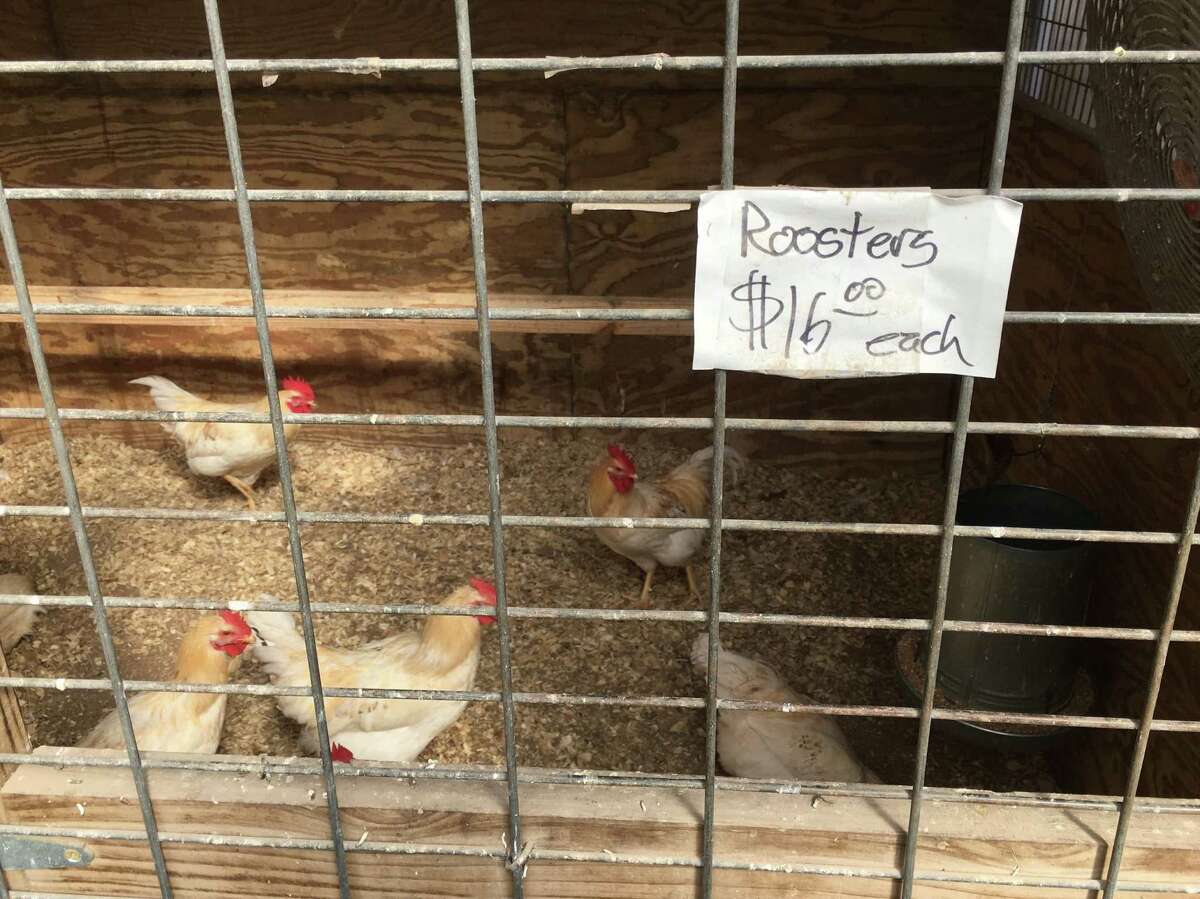 A tour of Wabash Feed & Garden Store on Washington Avenue