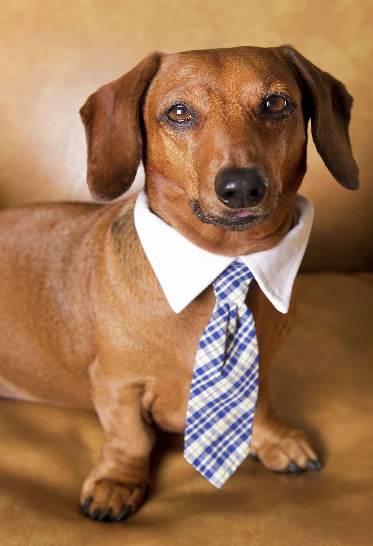 26 pets that are dressed for the job they want, not the job they have