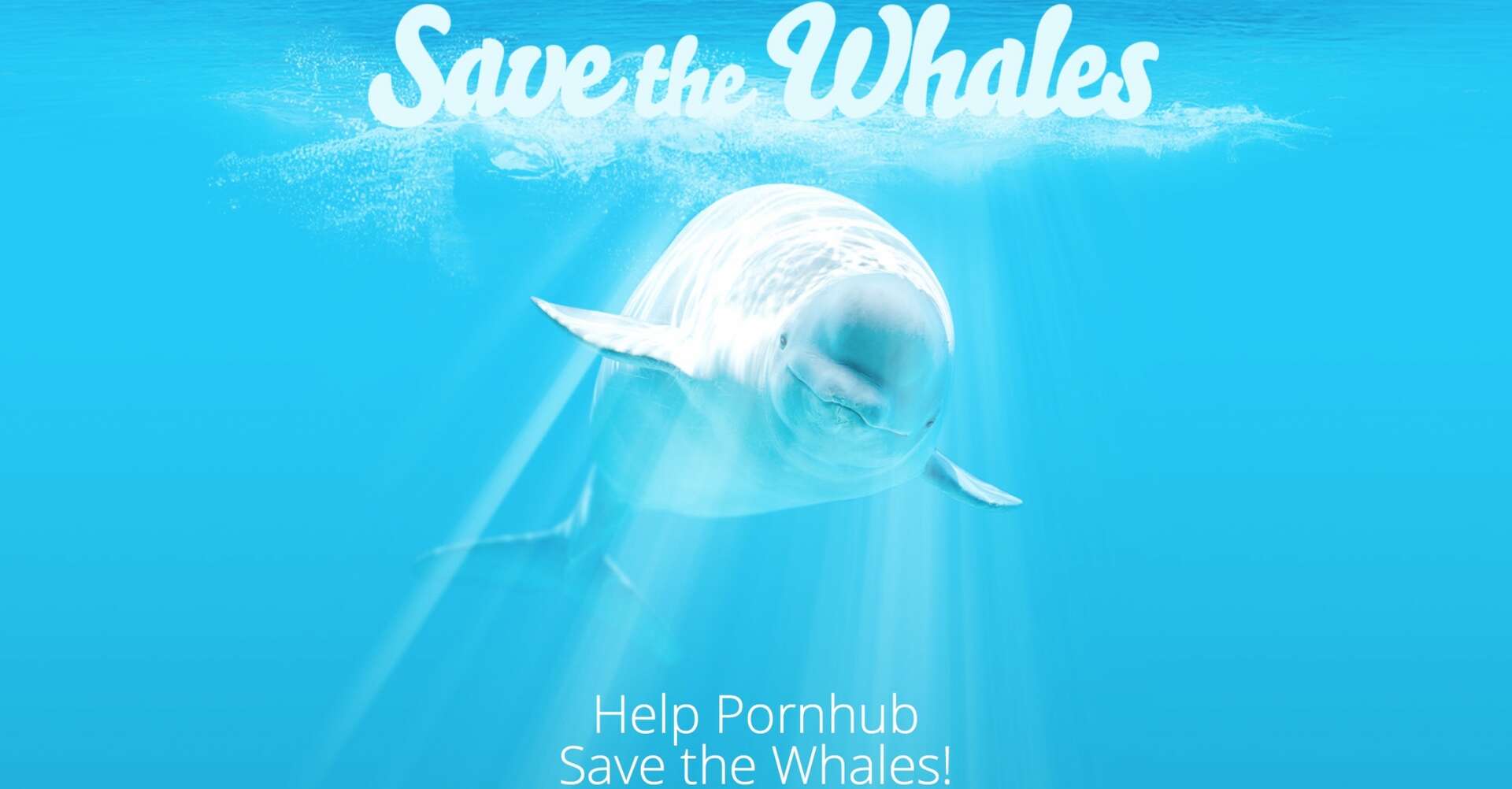 Dolphin pron