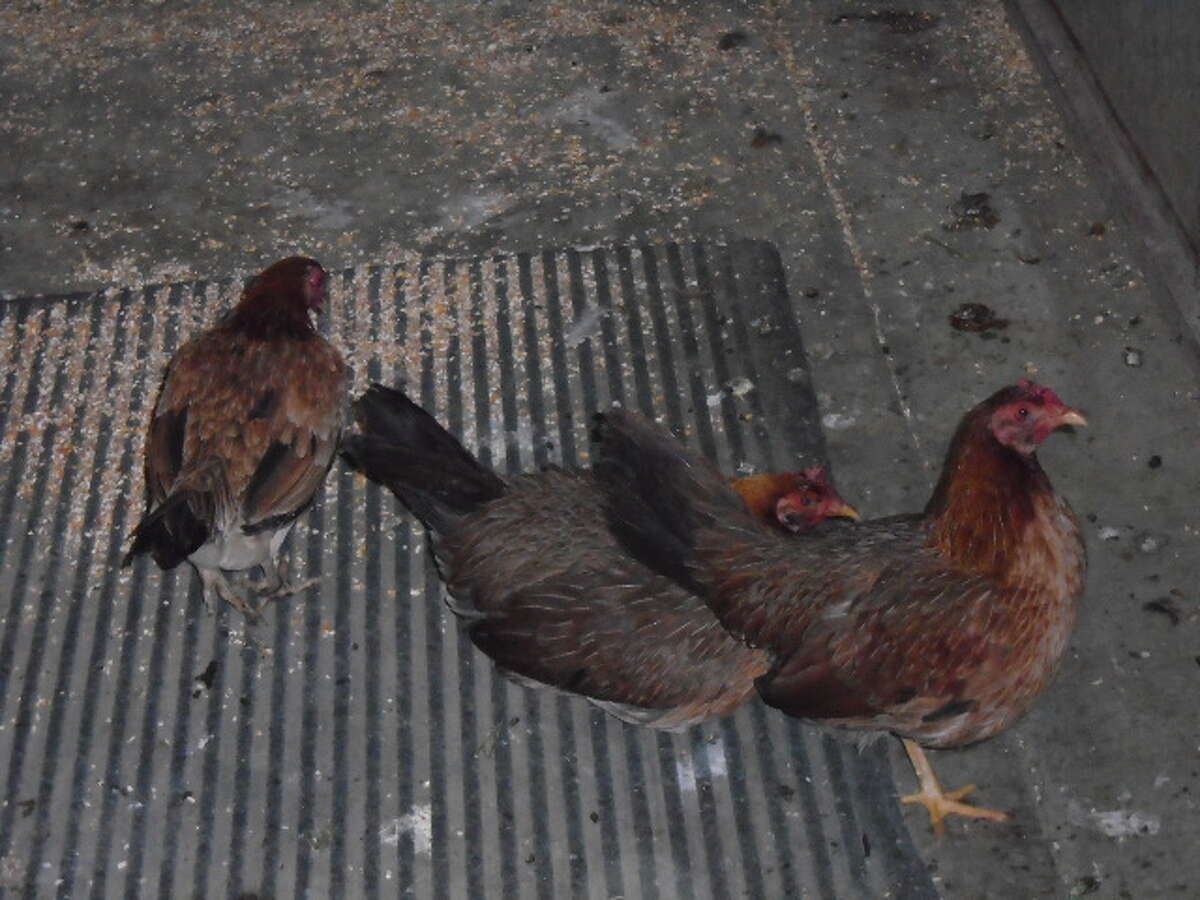 Fifty roosters have been seized by the El Paso Police Department and animal control, as part of an ongoing cockfighting investigation, according to officials.