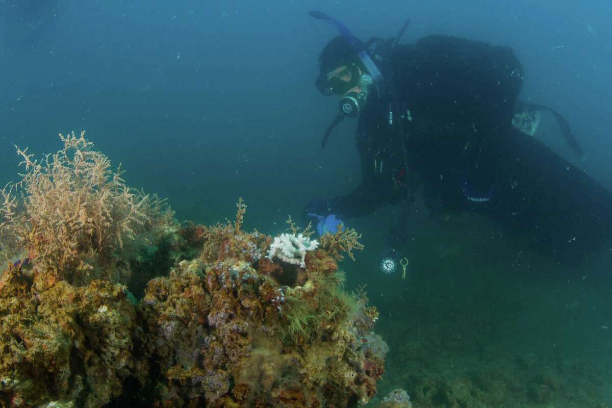 University of Texas Rio Grande Valley assistant professor Dr. Richard Kline, who mapped out the 1,650-acre Rio Grande Valley Reef with ground-breaking low-relief reefs and big structures, dives at a large natural reef, where little red snapper are never seen.