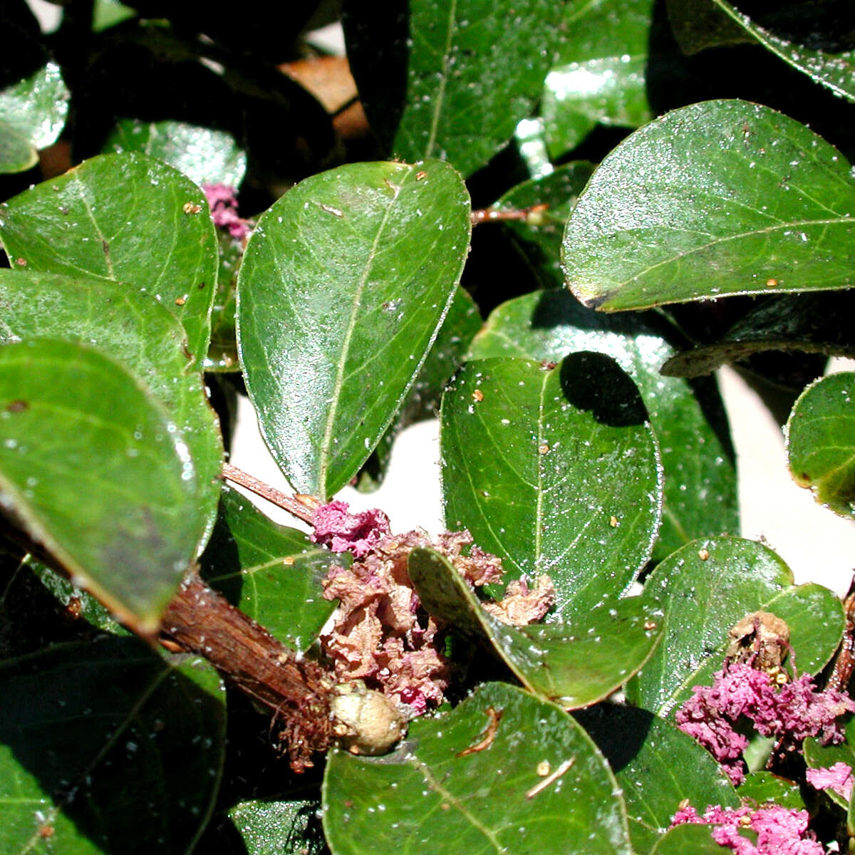 Even when aphids hit your crape myrtle, don't top it How To Get Rid Of Crape Myrtle Aphids