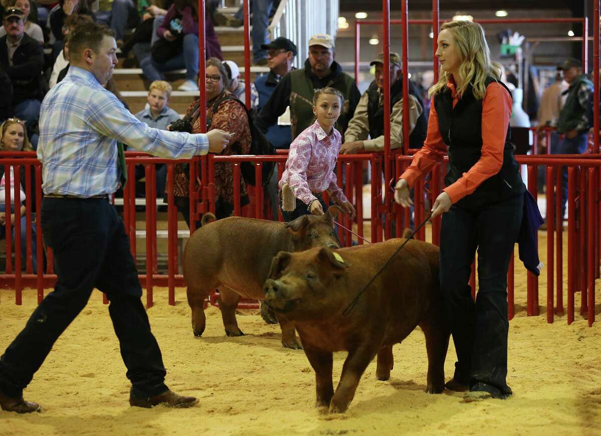 Molly Boswell, 11 of Malakoff, holds on to “Rosie,” as Brandon Yantis (left) judges Morgan Wintermeier’s entry during the 11th class of the junior breeding swines during the first day of the San Antonio Stock Show & Rodeo. Wintermeier is with the Judson FFA.