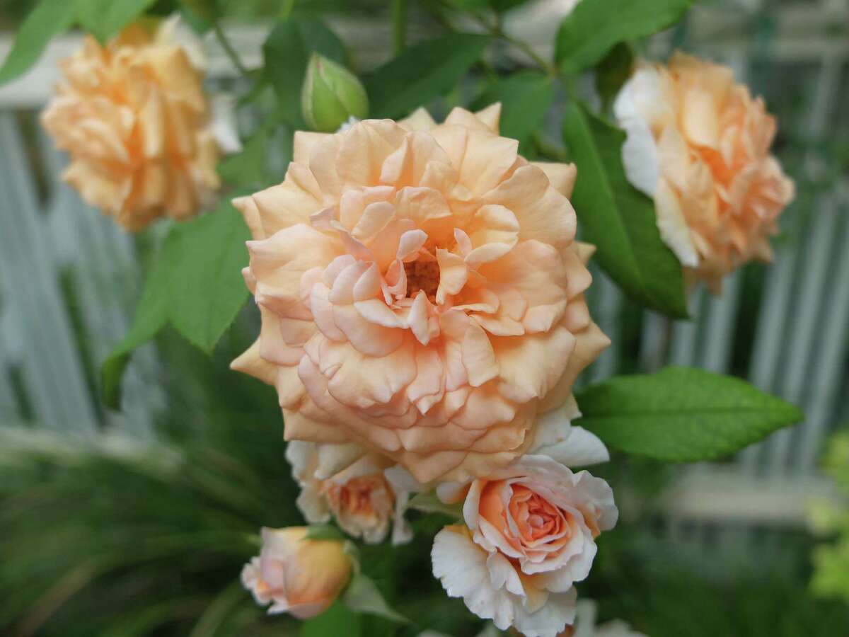 Seven tips for growing climbing roses