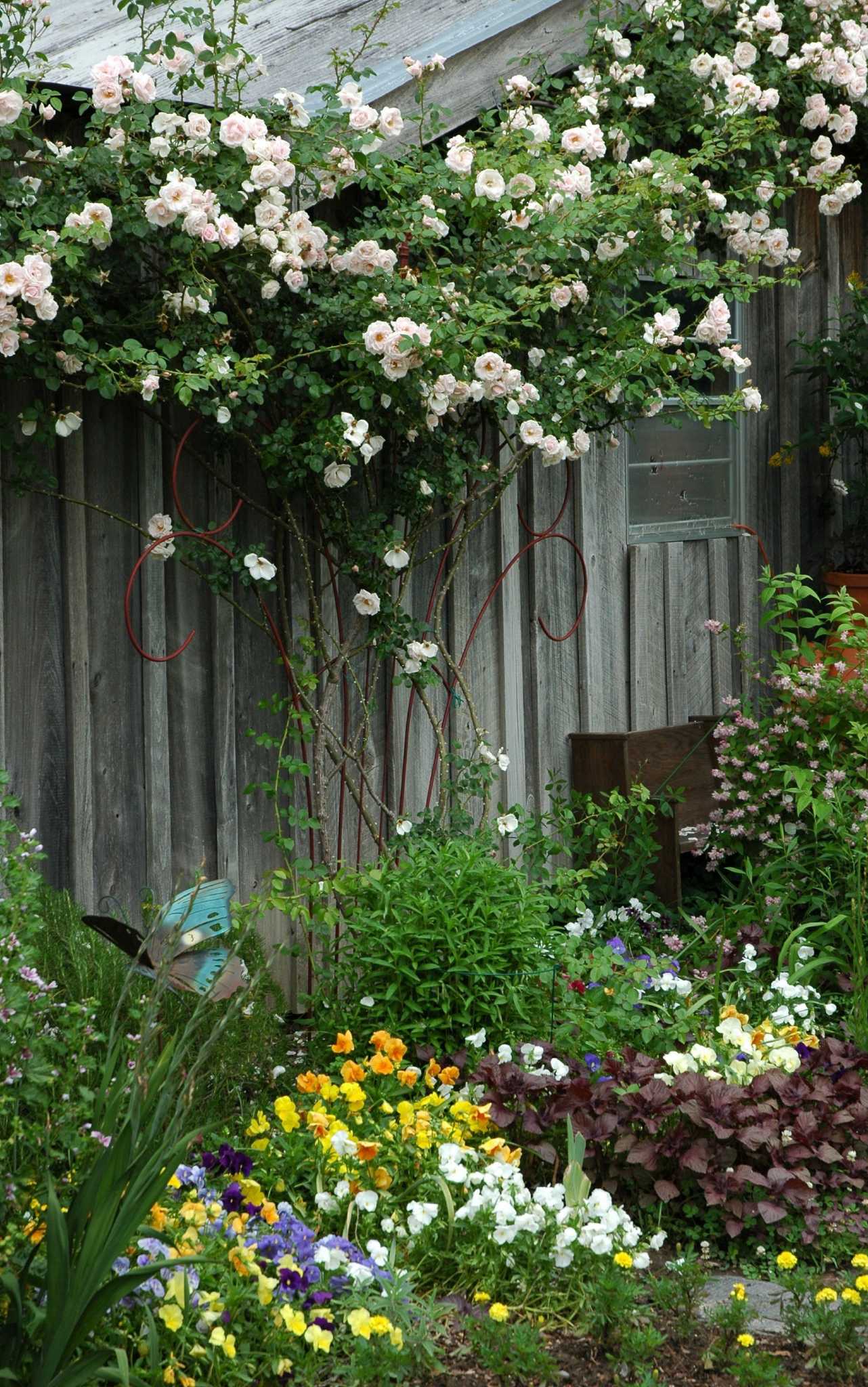 Seven tips for growing climbing roses