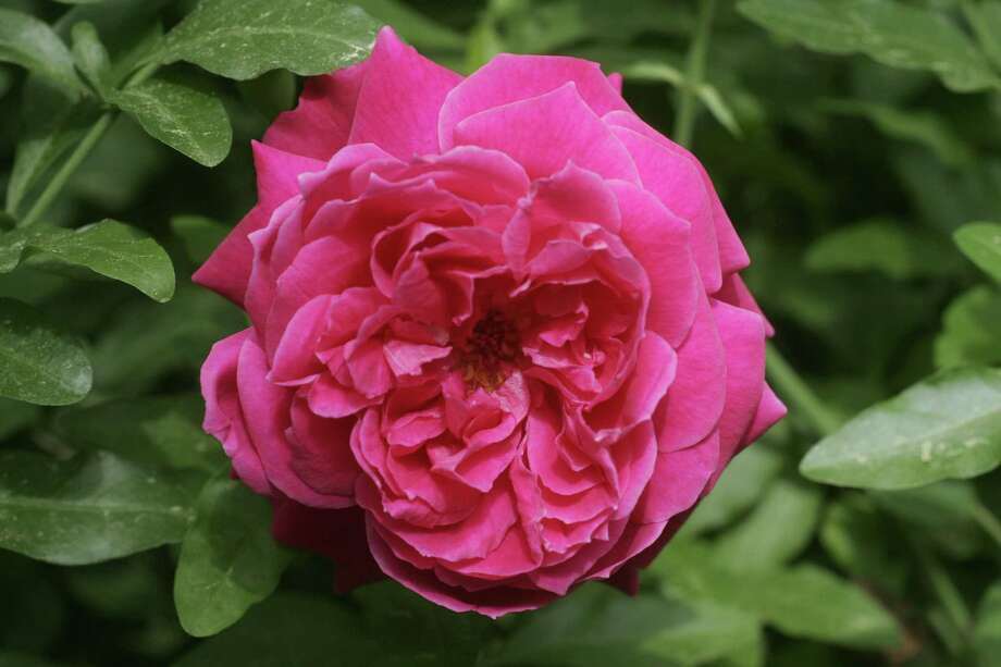Seven tips for growing climbing roses Houston Chronicle