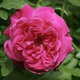 Seven tips for growing climbing roses - Houston Chronicle