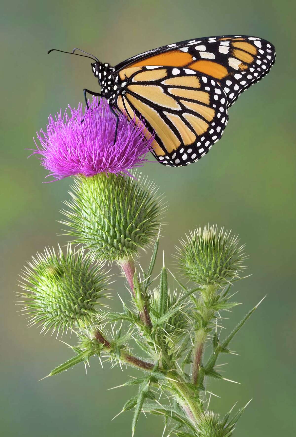 Monarchs prefer milkweed, and a federal grant announced Friday in Austin will help improve the butterfly’s habitat in nine states, including Texas.