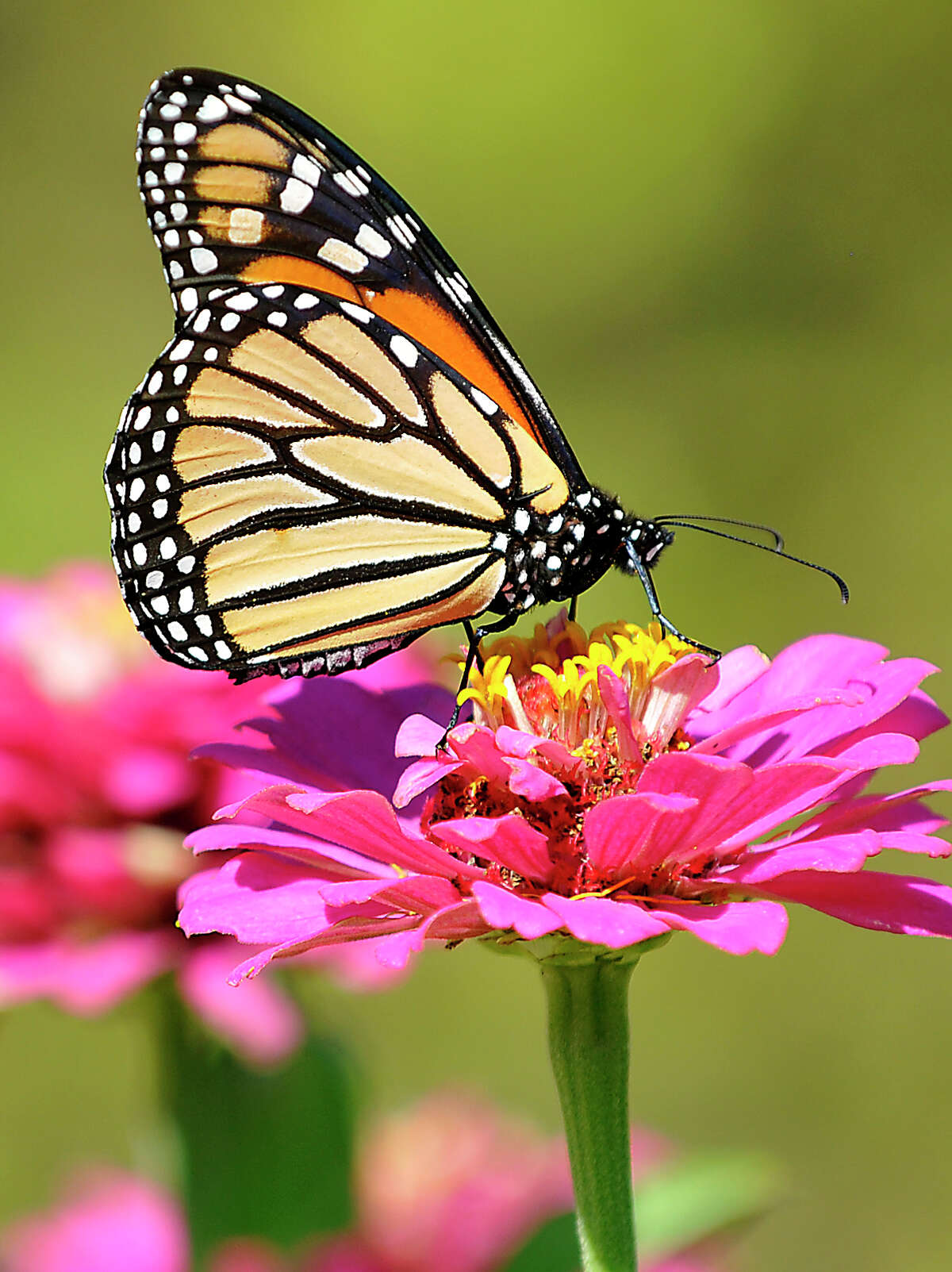 Texas will be lead state in bolstering monarch butterfly population