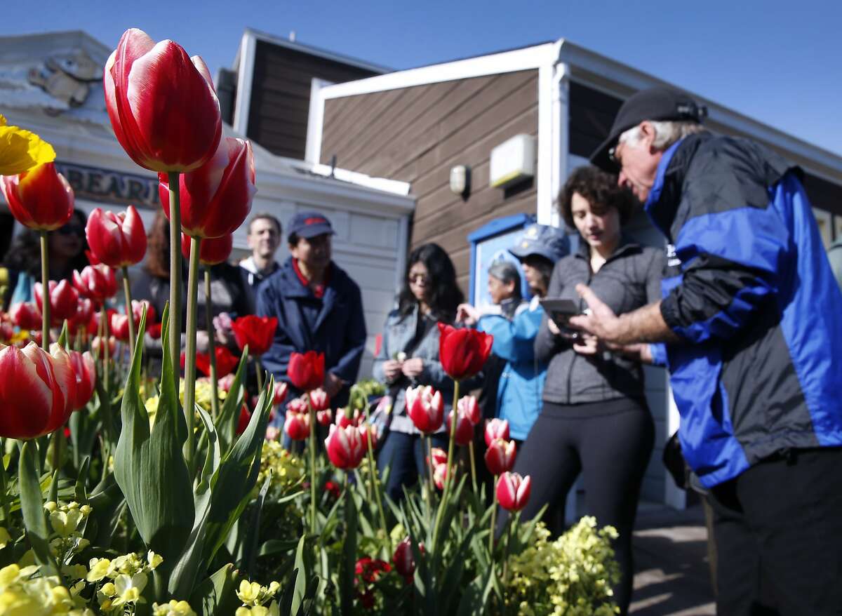 Colorful blast of waterfront tulips is Valentine’s Day delight