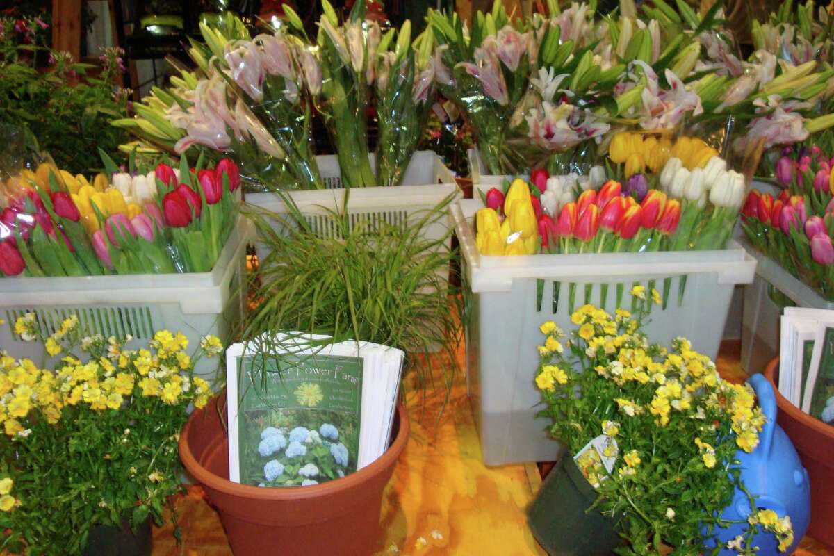 Connecticut Flower & Garden Show opens Thursday in Hartford