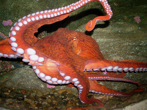 Aquarium's octopus mating event nixed over cannibalism concerns - SFGate