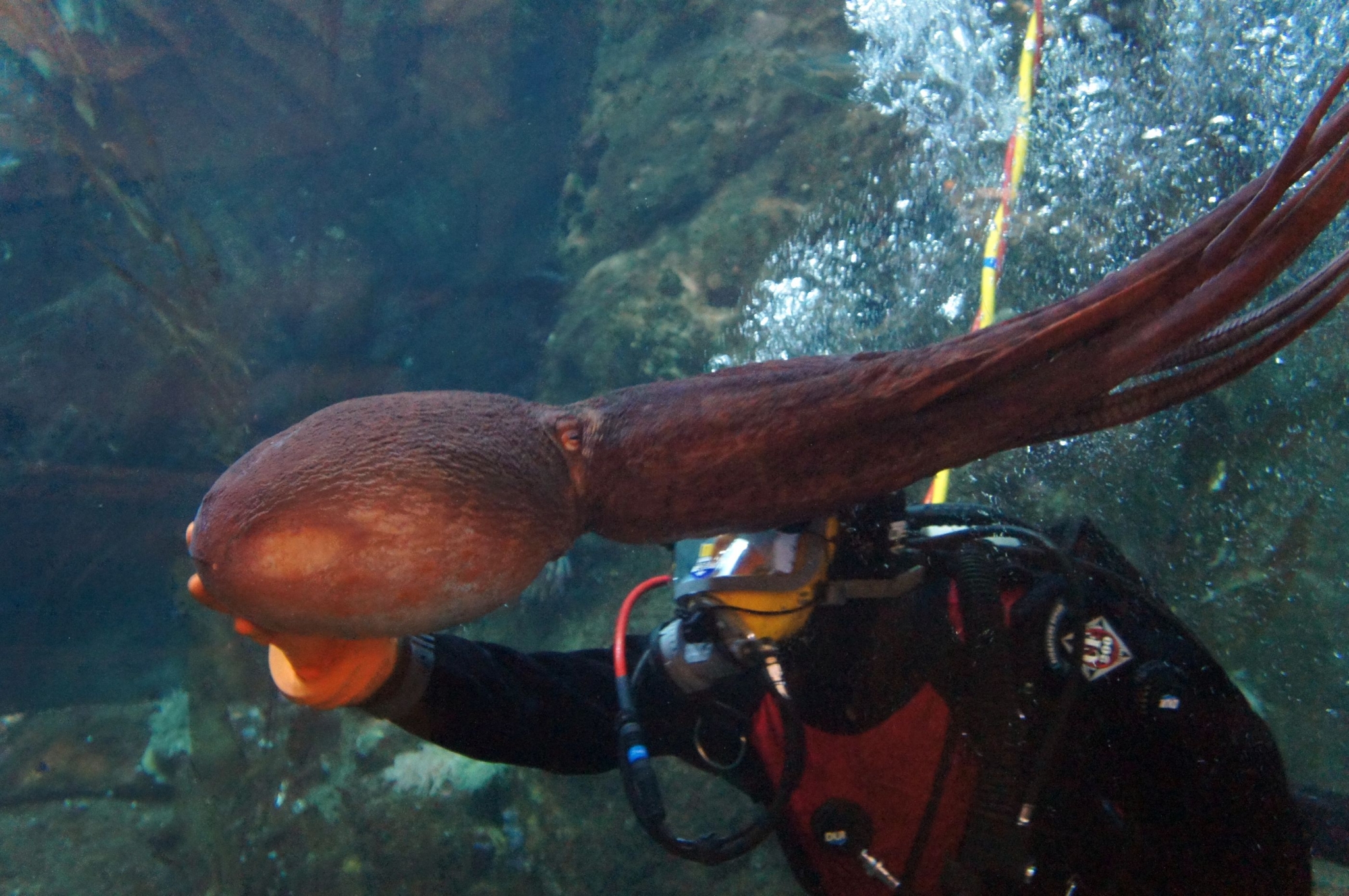 Aquarium's octopus mating event nixed over cannibalism concerns