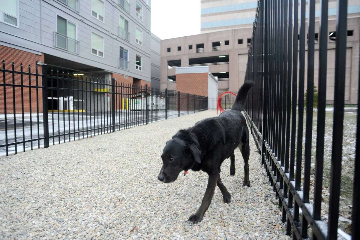 Stamford apartment complex builds private dog park