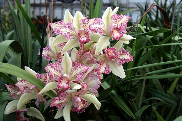 Cymbidium Orchid Potting Mix 