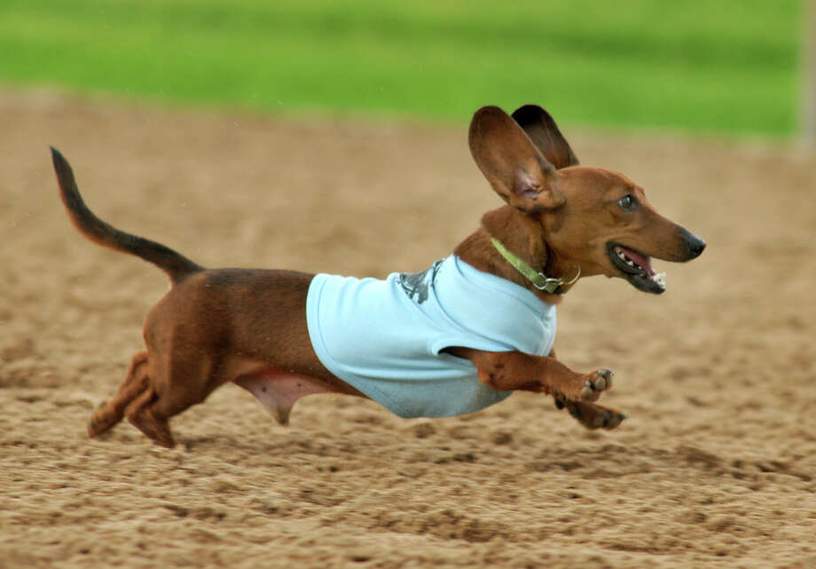 Get a long little doggie at Wiener Dog Races Houston Chronicle