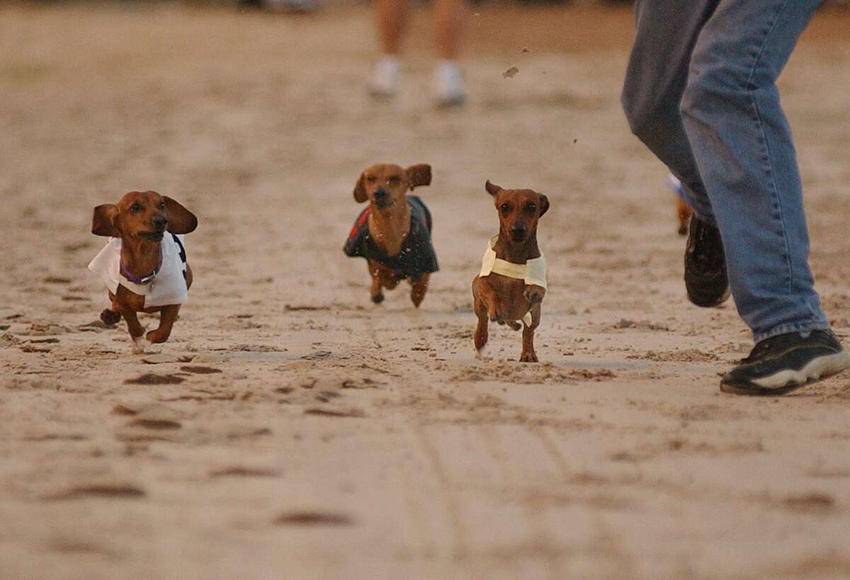 Get a long little doggie at Wiener Dog Races