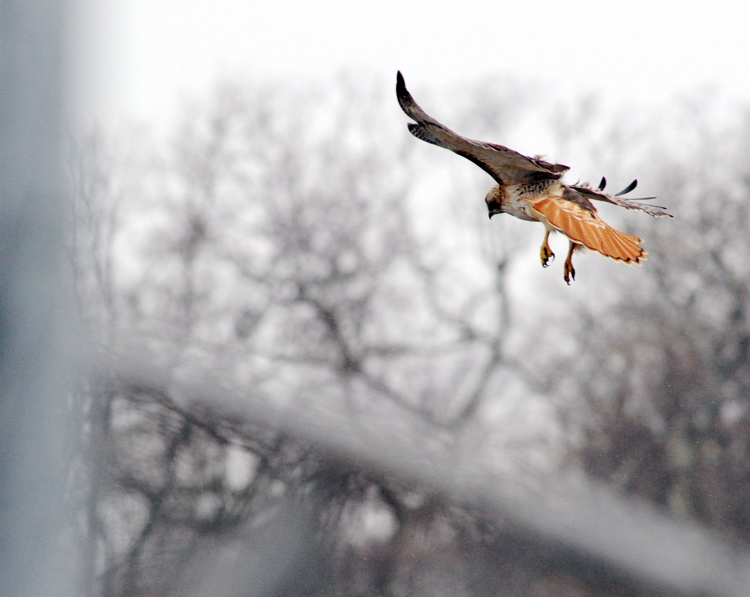 Man kills hawks for preying on his racing pigeons