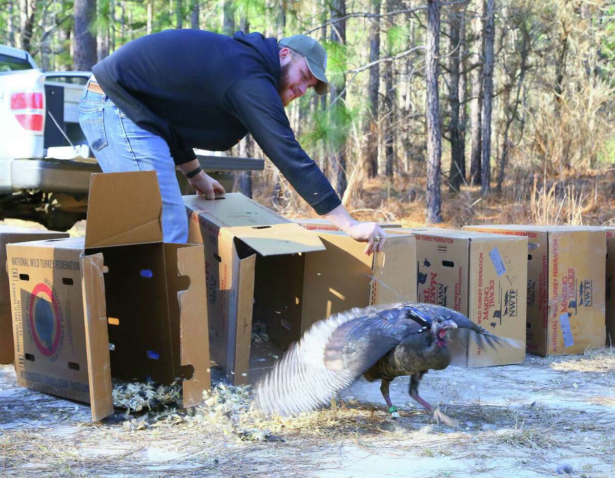 Turkey program taking hold in East Texas
