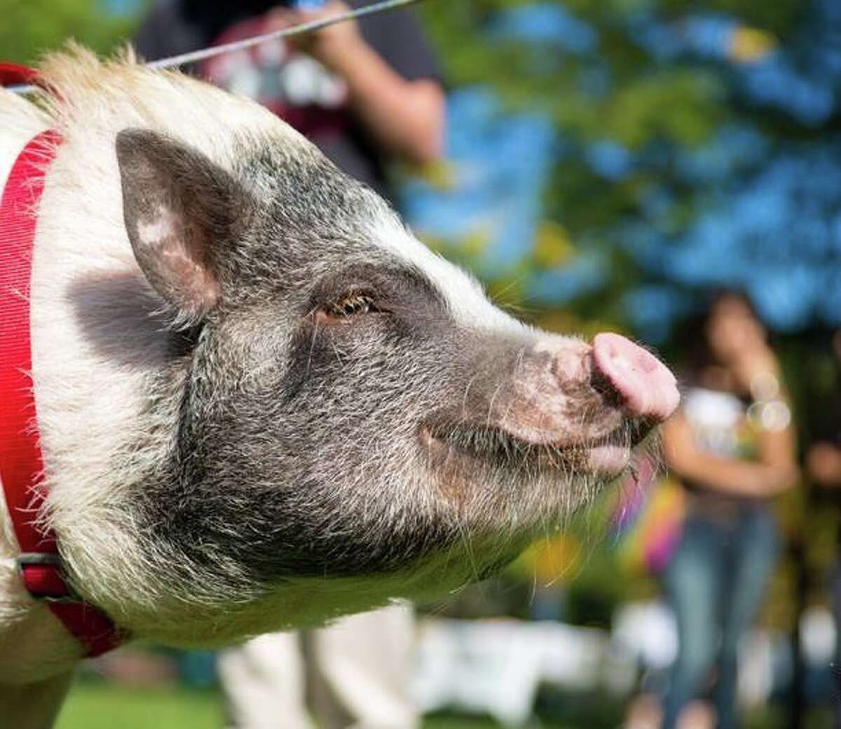 Hearst Connecticut HR business partner, Kate Evans' Potbelly Pig named Penny is 3.5 years old and 90 lbs of mischief. Pigs are the 4th smartest animal and she has the cognitive ability of a 3 year old human.