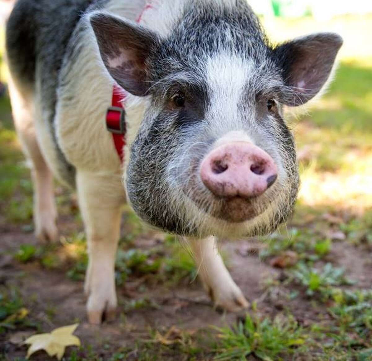 Hearst Connecticut HR business partner, Kate Evans' Potbelly Pig named Penny is 3.5 years old and 90 lbs of mischief. Pigs are the 4th smartest animal and she has the cognitive ability of a 3 year old human.