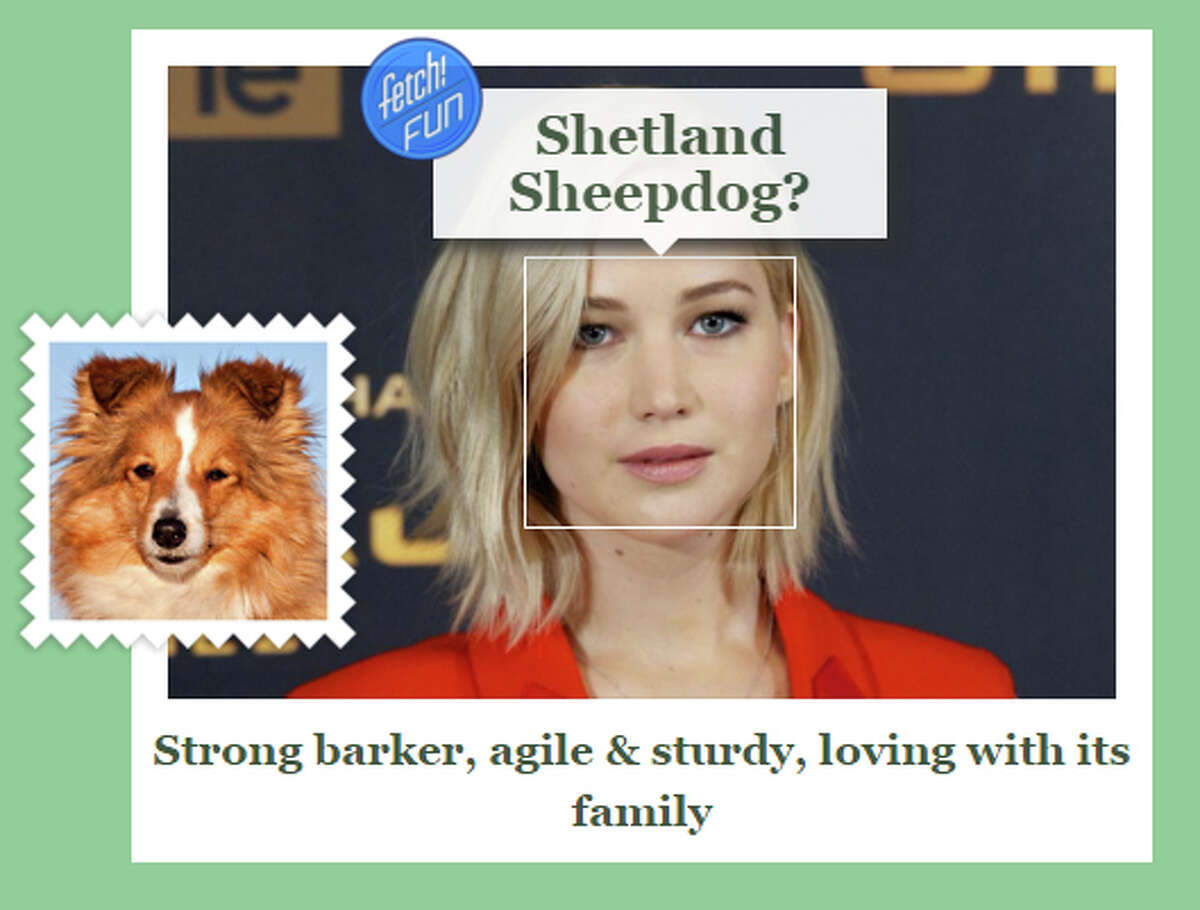 what your favorite breed of dog says about you