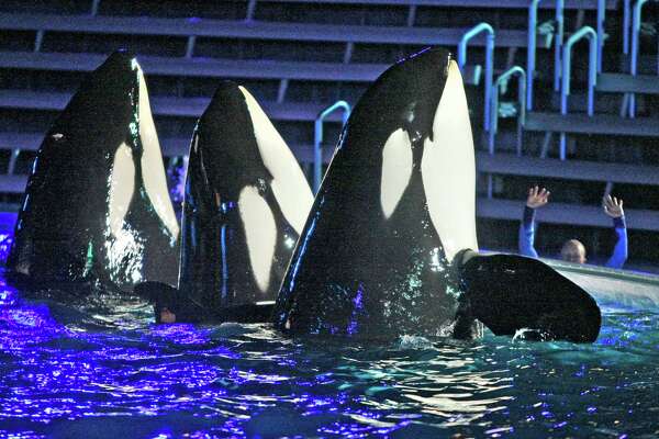 SeaWorld shakes up San Antonio management following dolphin death ...