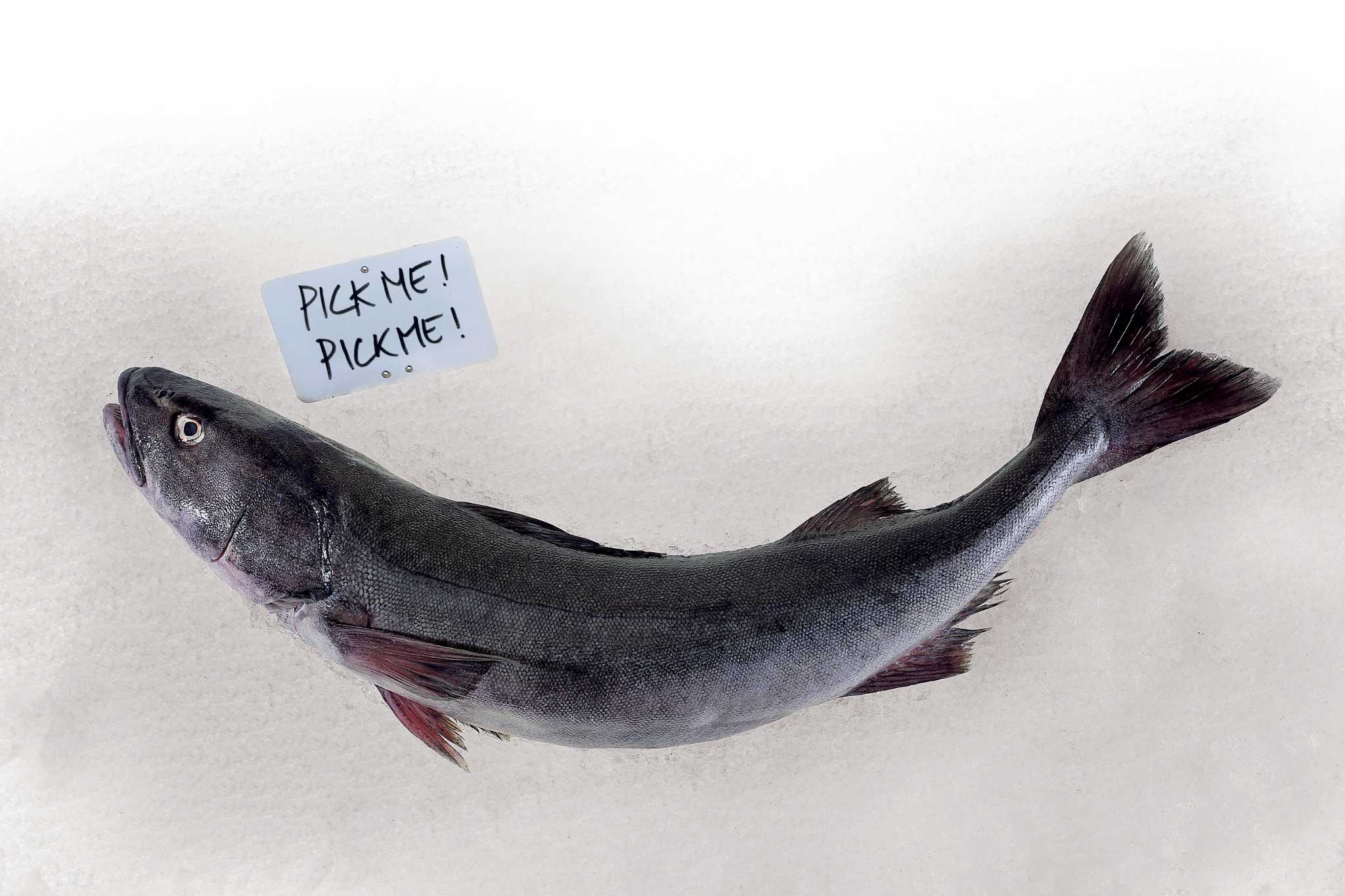 Black cod Bay Area s sustainable fish is looking for love
