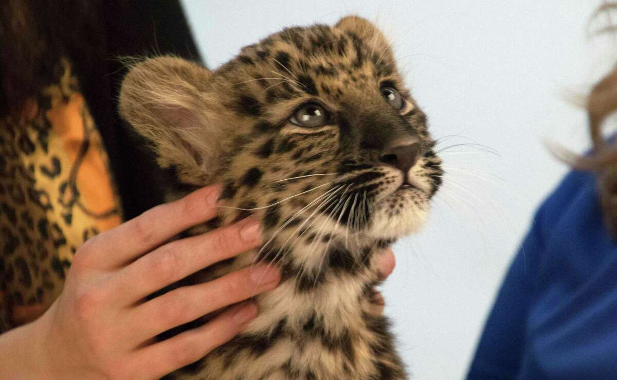 Two baby Amur leopards, a breed from Russia, were among Zookeeper Jack Hanna's furry and pointy friends that he brought with him to the San Antonio Express-News newsroom on Feb. 19, 2016.
