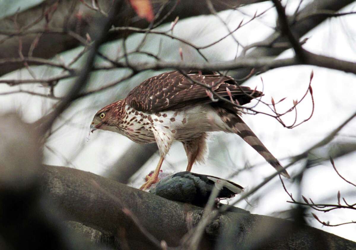 A Cooper’s hawk feeds on a pigeon in a tree in downtown Stamford in this file photo. Thomas Kapusta, 63, of Westbury, N.Y., pleaded guilty earlier this week to killing protected hawks, including Cooper’s hawks, that were preying on his racing pigeons at his mother’s home on Weed Avenue.