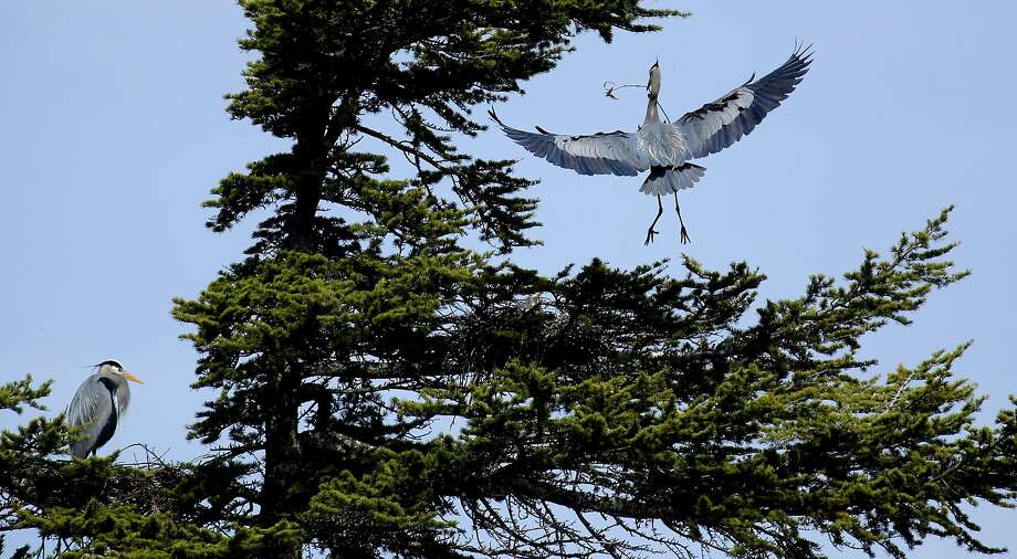 A Festival Of Cranes Bay Nature >> Mare Island Flyway Fest Celebrates Bay Area S Winged Visitors Sfgate A Festival Of Cranes Bay Nature >> Mare Island Flyway Fest Celebrates Bay Area S Winged Visitors Sfgate
