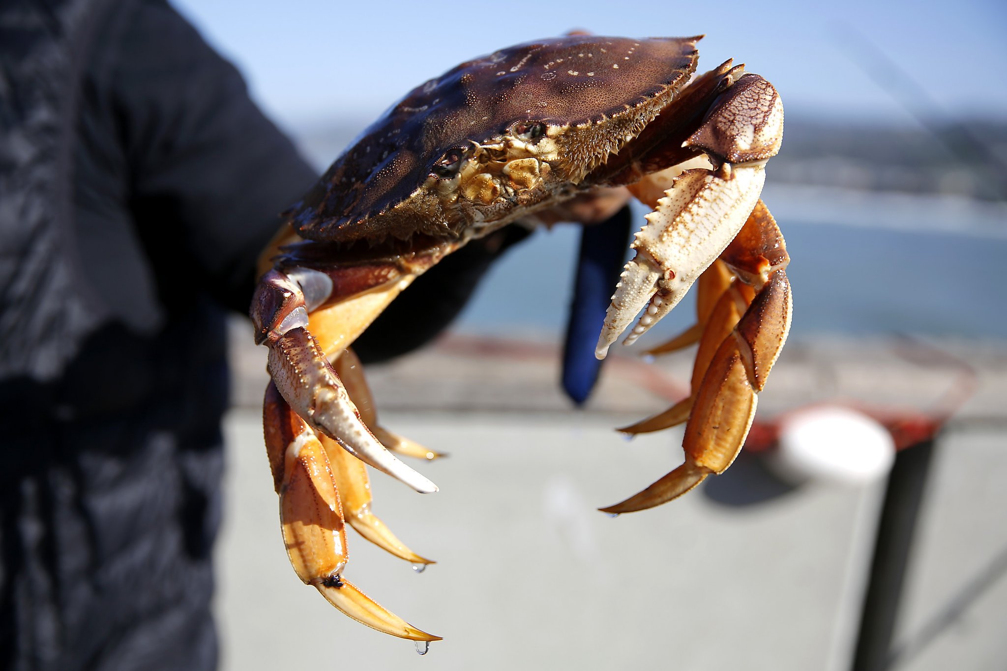 The only way to get local Dungeness crab? Catch them yourself
