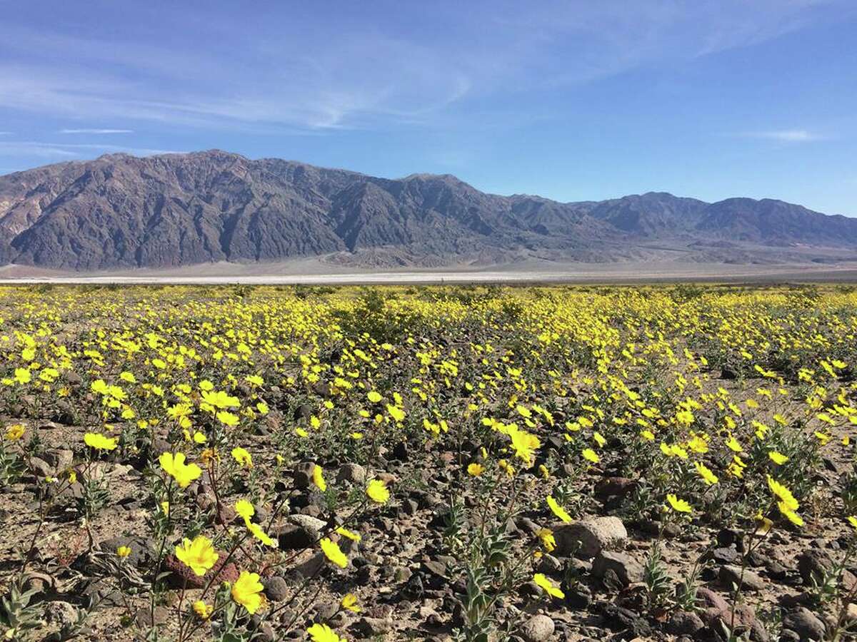 Millions of flowers blanket Death Valley in first 'super bloom' in a decade