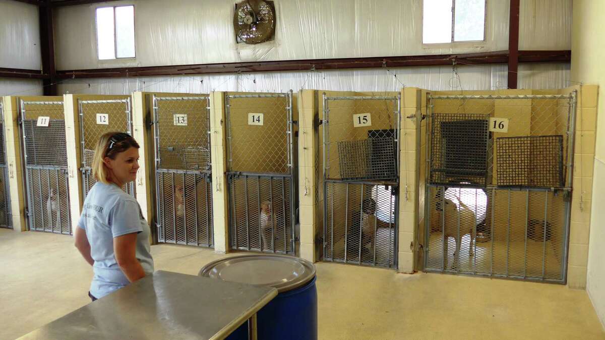Kirby Animal Services Manager Christie Banduch surveys dogs in the city's kennel on Wednesday July 22. The kennel will be expanded next year to become Bexar County's animal care facility.