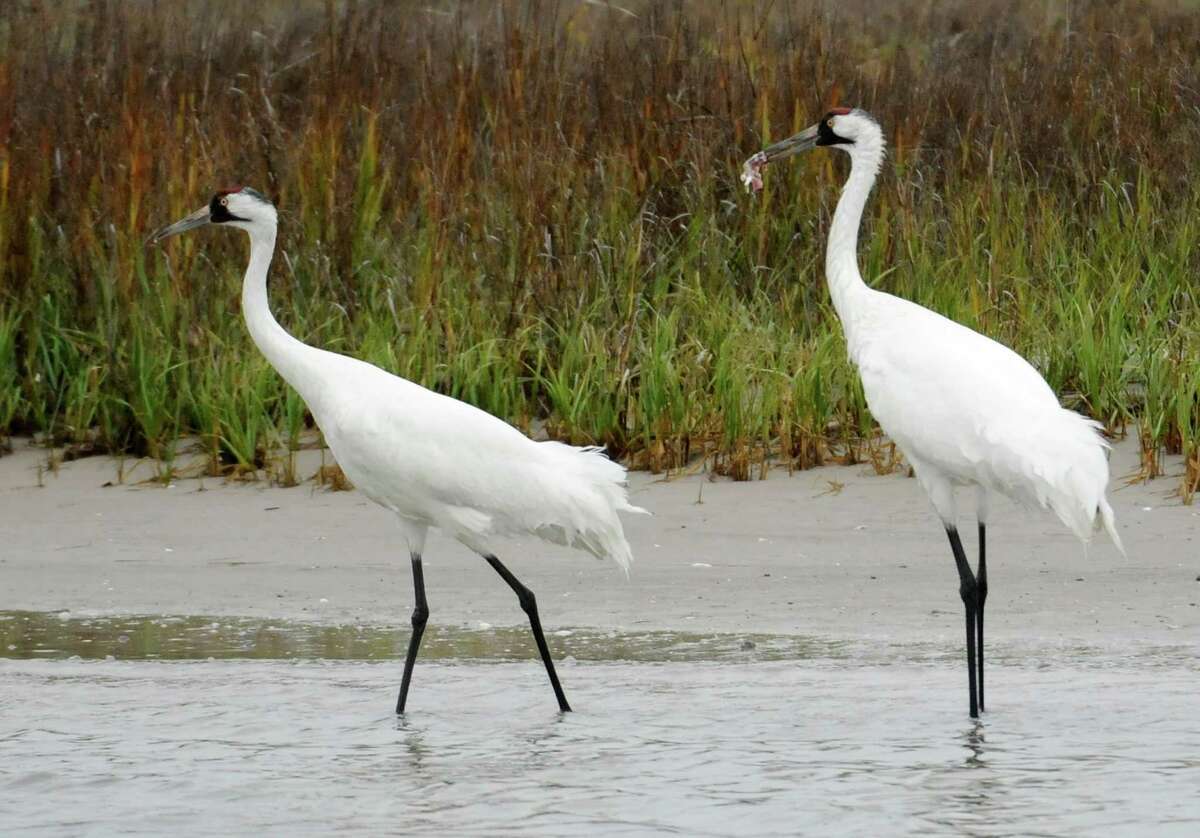 A pair of whooping cranes walk through shallow marsh water looking for food in 2011, near the Aransas Wildlife Refuge in SouthTexas.