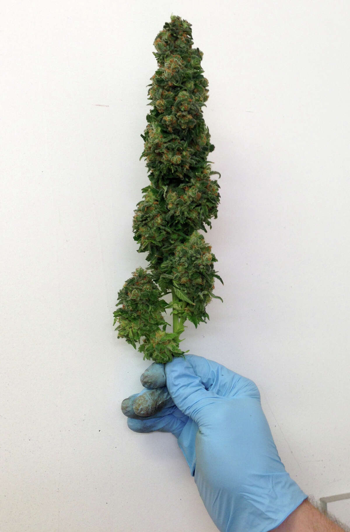A marijuana plant bud from a test batch grown in Colorado by Joseph Palmieri Jr., an Easton man founded Bridgeport based Envirogrow - a company that specializes on indoor growing systems.
