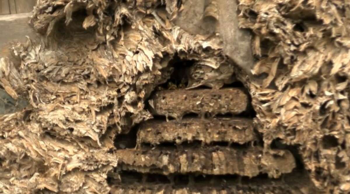 Massive Hornets' Nest Discovered In Abandoned East Texas Trailer Home