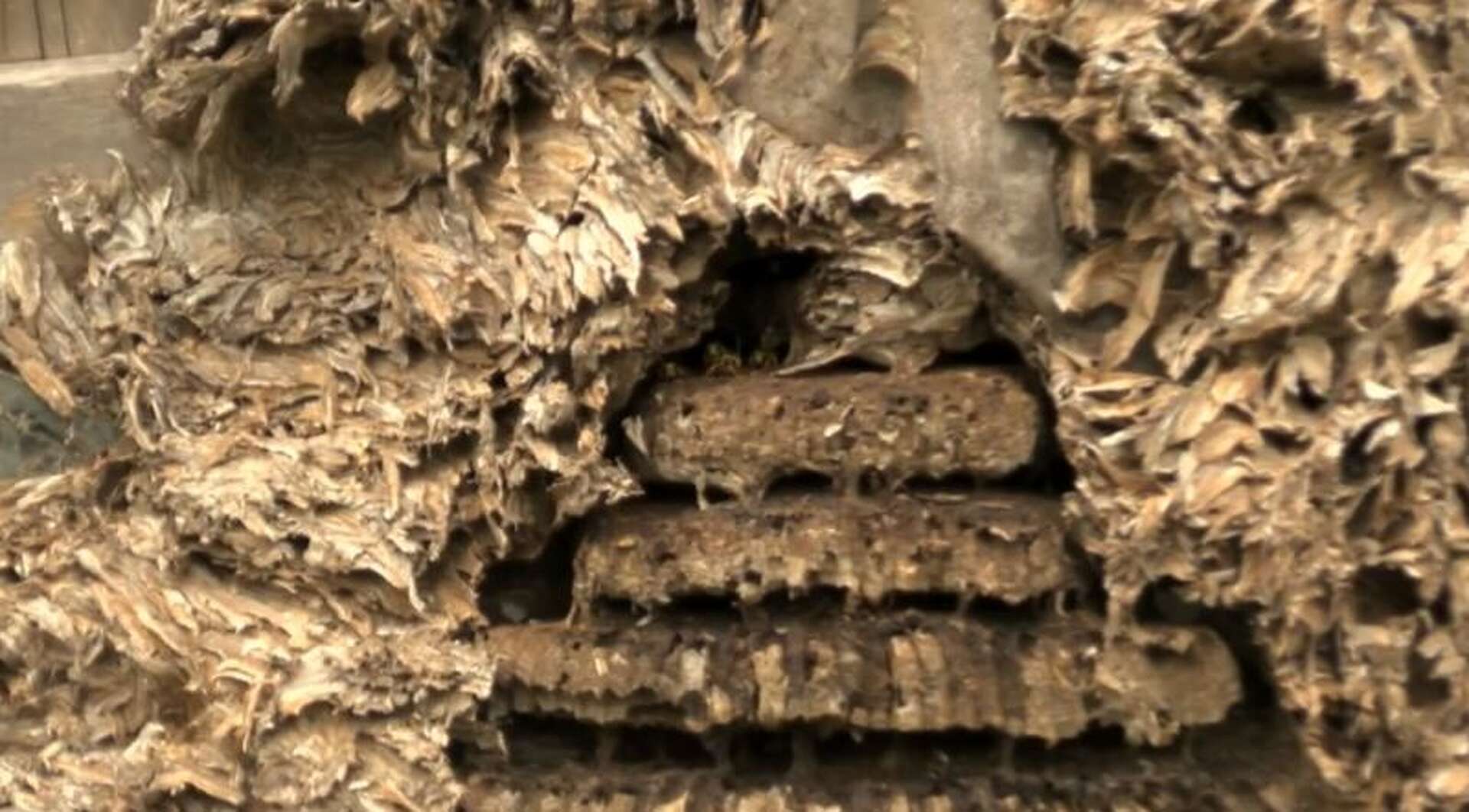 Massive hornets' nest discovered in abandoned East Texas trailer home