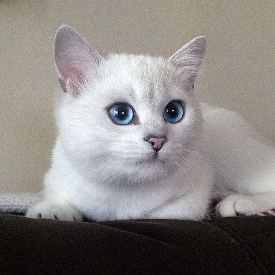 Coby the cat - Houston Chronicle