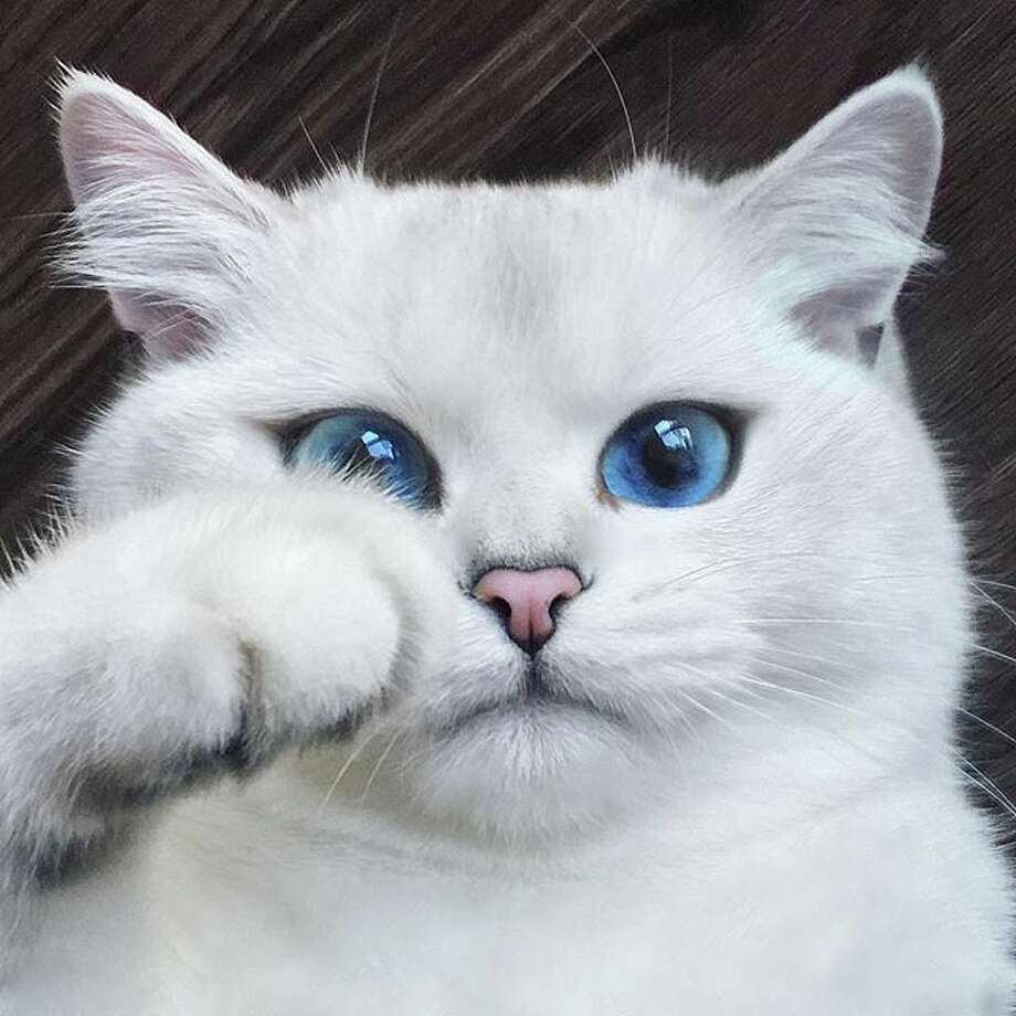 Coby the cat is more on point that you will ever be - Houston Chronicle