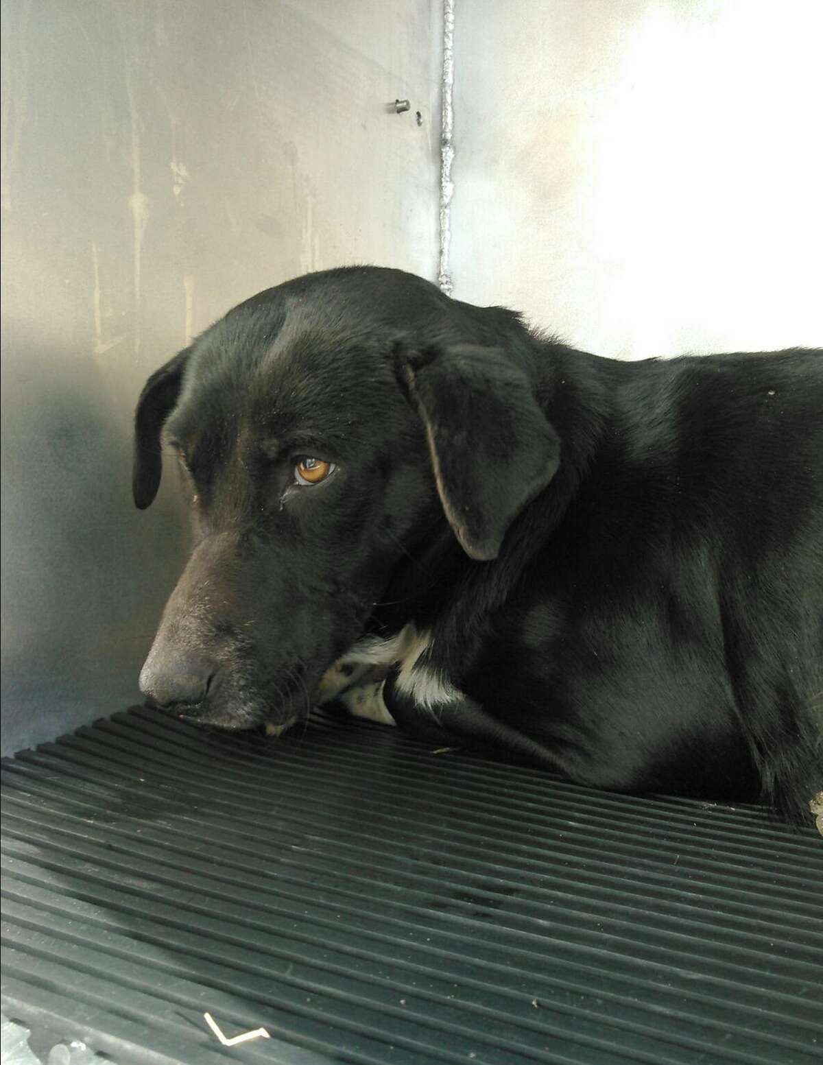 An anonymous caller contacted Animal Care Services about a medium-sized female Labrador mix, found bound and tied at a West Side intersection. ACS investigators suspected the dog was thrown from a vehicle. They said she had recently given birth to puppies.