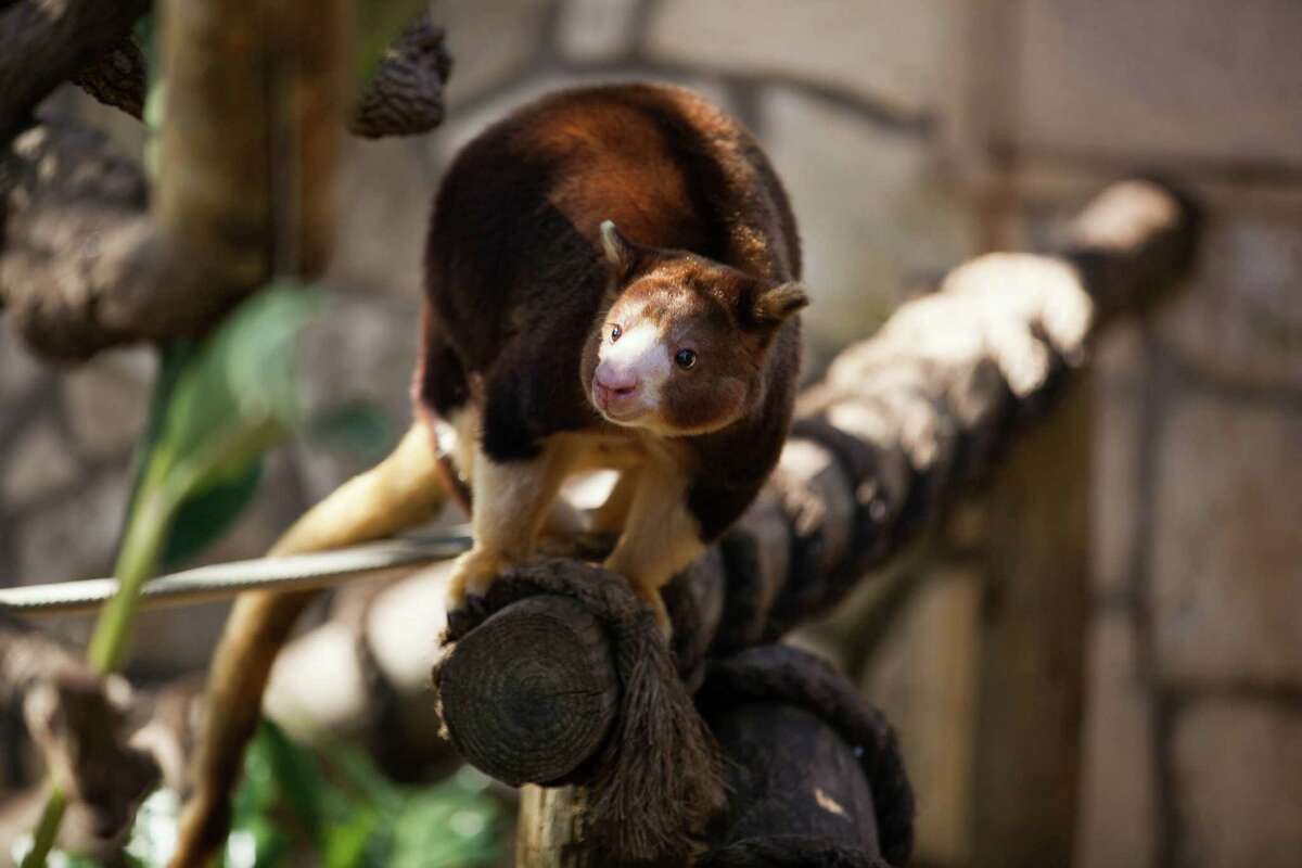 Libby, mother of the newest tree kangaroo born at the San Antonio Zoo in July, jumps from tree branches Thursday Feb. 25, 2015 at the San Antonio Zoo. The joey is carried in her mother's pouch for almost a year.
