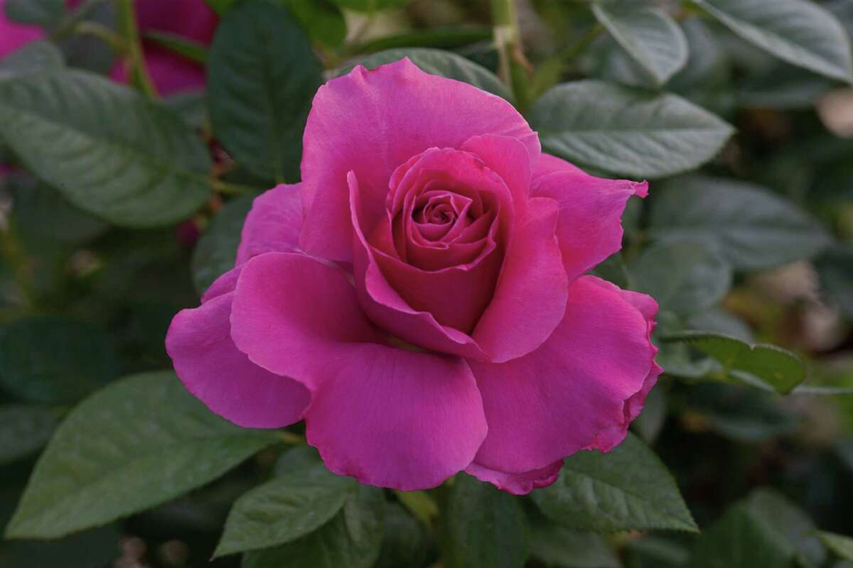 'Downton Abbey' characters inspire garden roses