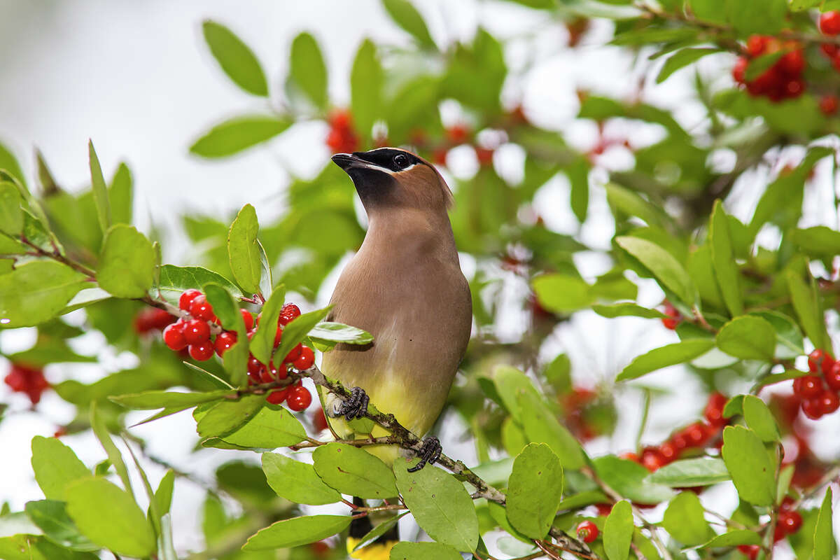 Large flocks of cedar waxwings go in search of berries