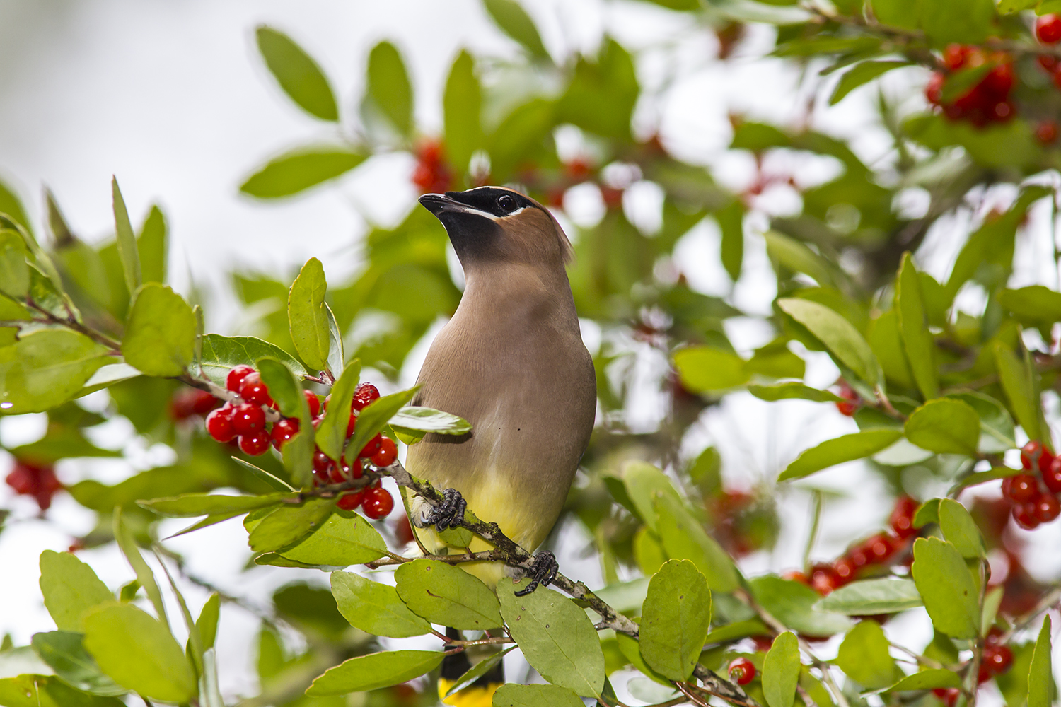 cedar waxwing berry tree