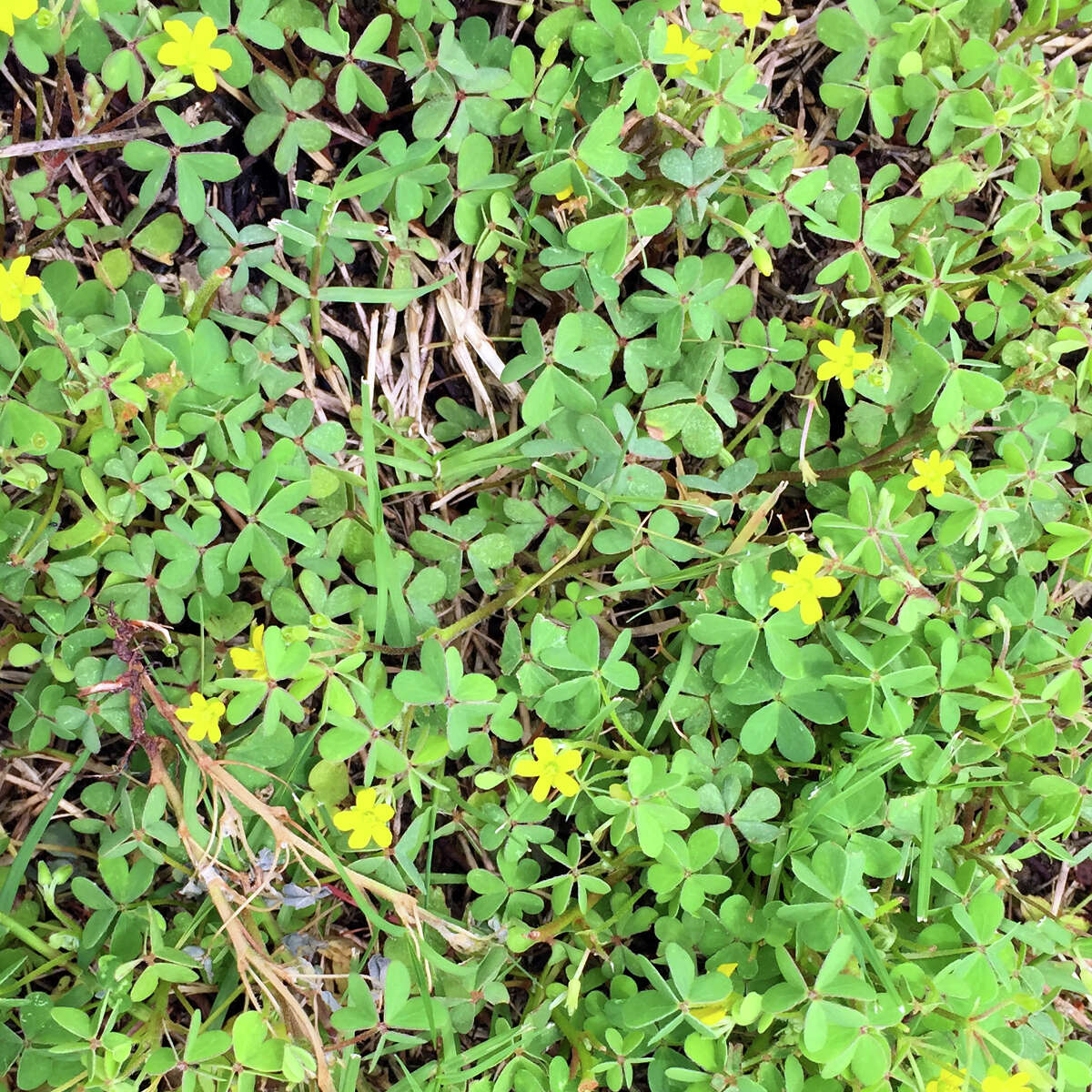 Neil Sperry oxalis, nutsedge nightmares; preemergent for grassburs