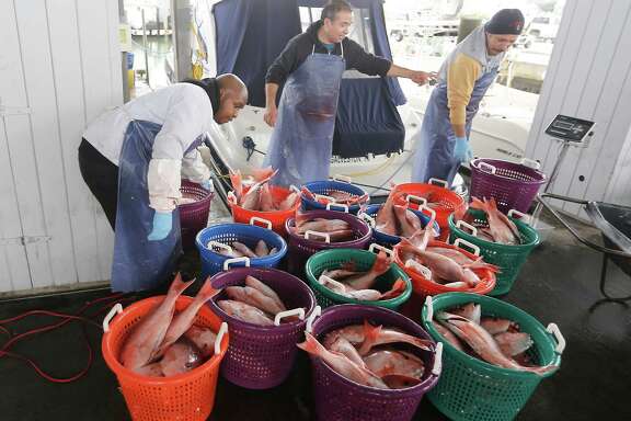 Fisherman, Mark Gasaway (left) with Walker Sport Fishing unloads their catch of Redfish on Monday, February 22, 2016 at the Galveston Yacht Basin in Galveston, TX.

A group of 10 fisherman are suing Kirby Marine for damages from the oil spill in galveston bay two years ago. Thousands of other companies are waiting their turn at damages, including the Galveston Yacht Basin which lost a lot of customers as a result of the spill which closed down the channel. Please get a photo of the basin and the fuel areas and other areas to illustrate the basin and its investment.  ( Photo by Thomas B. Shea / For the Chronicle)
