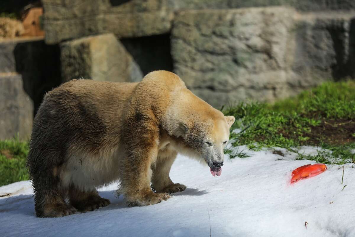 Polar Bear at San Francisco Zoo Enjoys A Snow Day